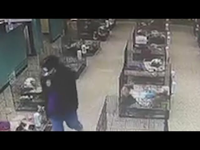 Caught on camera: Thornton pet store hit by puppy thieves