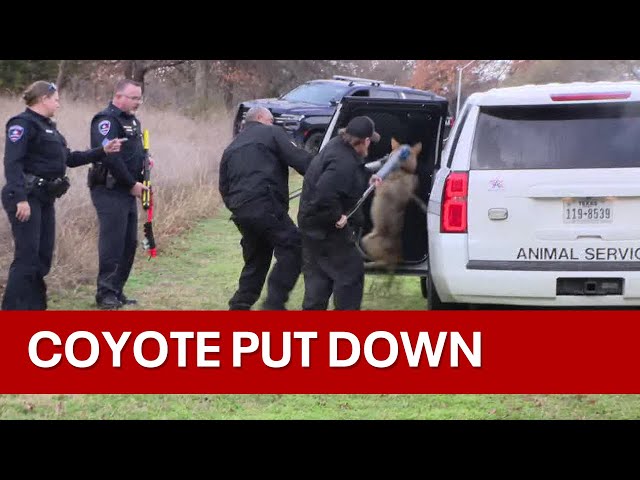 Captured coyote euthanized after children attacked at Arlington park