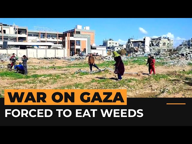 Palestinians are eating weeds to stay alive in Gaza | Al Jazeera Newsfeed