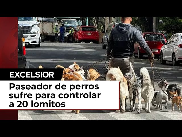 Paseador de perros deambula en la Del Valle con 20  y sufre para poder controlarlos