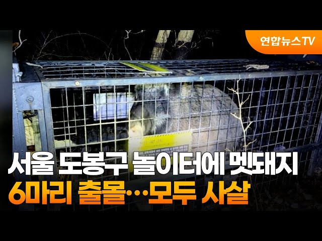 서울 도봉구 놀이터에 멧돼지 6마리 출몰…모두 사살 / 연합뉴스TV (YonhapnewsTV)