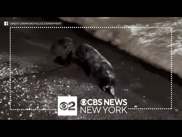 Stamford police help lost seal back into water