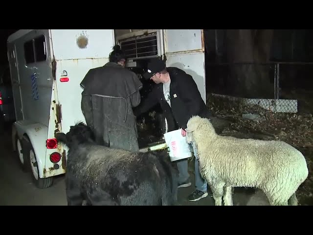 Stolen sheep, miniature cow reunited with owners in Detroit