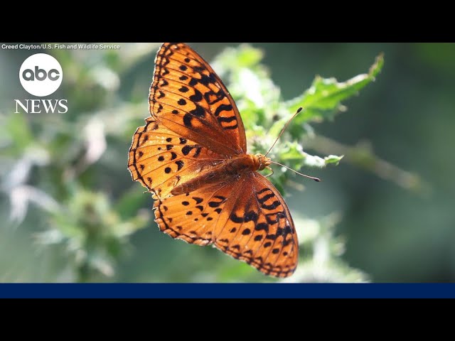 Silverspot butterfly inching closer to extinction