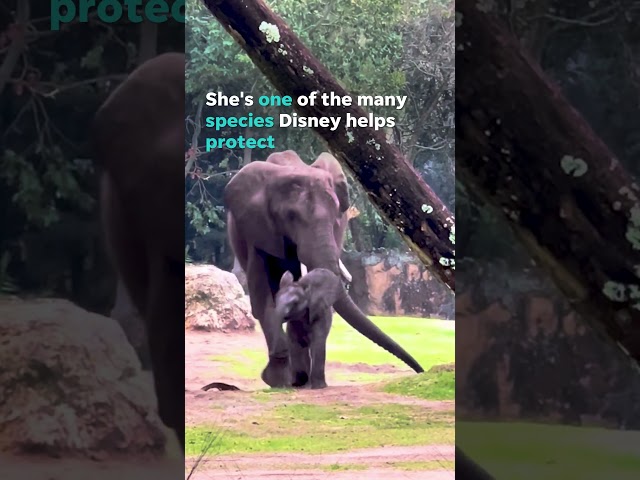 Meet the newest addition to Disney's Animal Kingdom: Baby Corra #Shorts