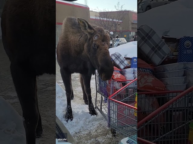 Hungry moose goes grocery shopping in woman’s cart outside of store #Shorts