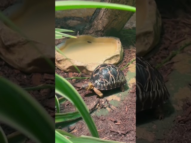 Tiny tortoise triplets celebrate first birthday at Houston Zoo #Shorts