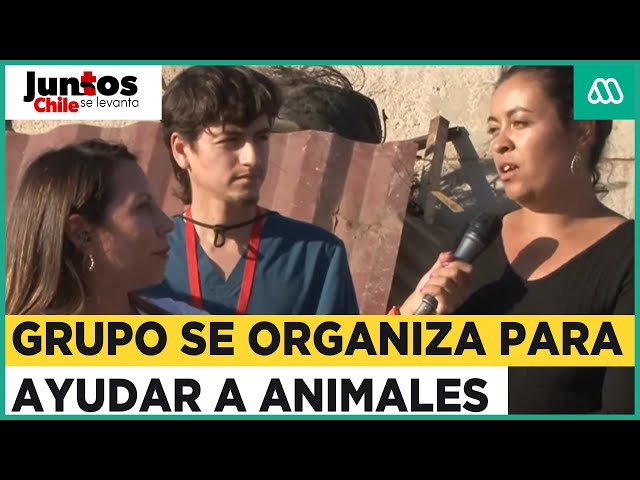 Grupo de jóvenes se ha organizado para salir en ayuda de los animales en la zona afectada