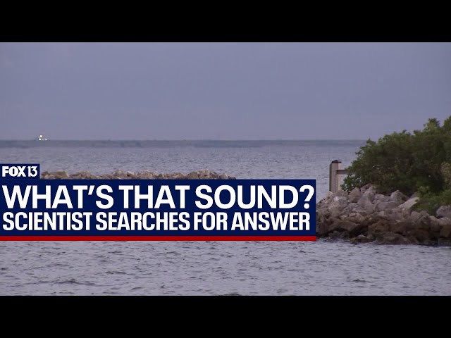 What's that bass sound in Tampa Bay? Florida scientist investigates