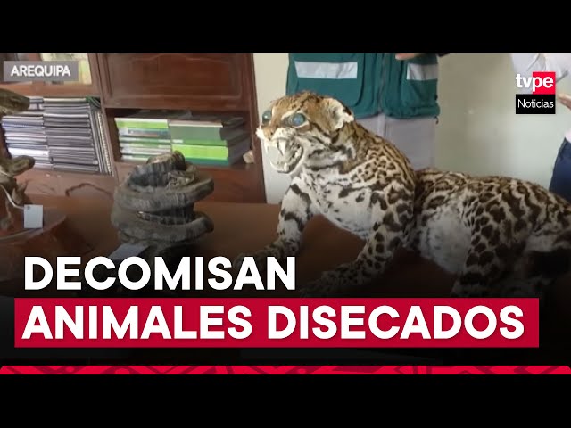 Arequipa: decomisan 16 piezas de animales silvestres disecados