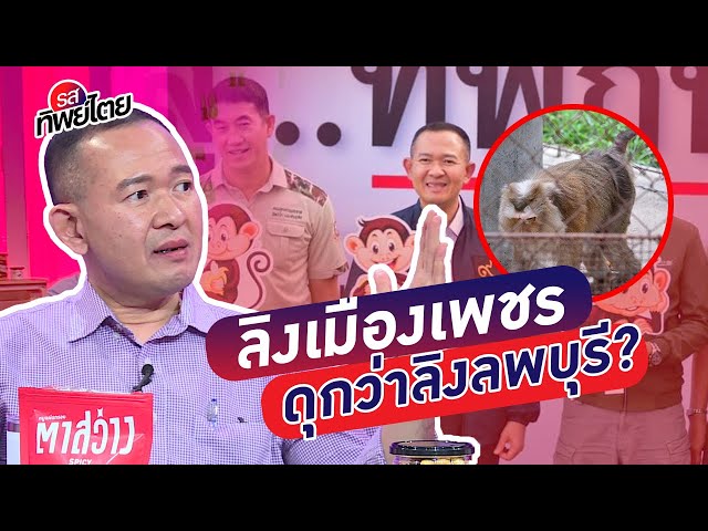 ย้ายลิงต้องใช้ใจ! ลิงลพบุรีหรือจะดุเท่าลิงเมืองเพชร #รสทิพย์ไตย