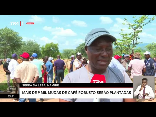 Serra da Leba, Namibe  - Mais de 9 mil mudas de café robusto serão plantadas