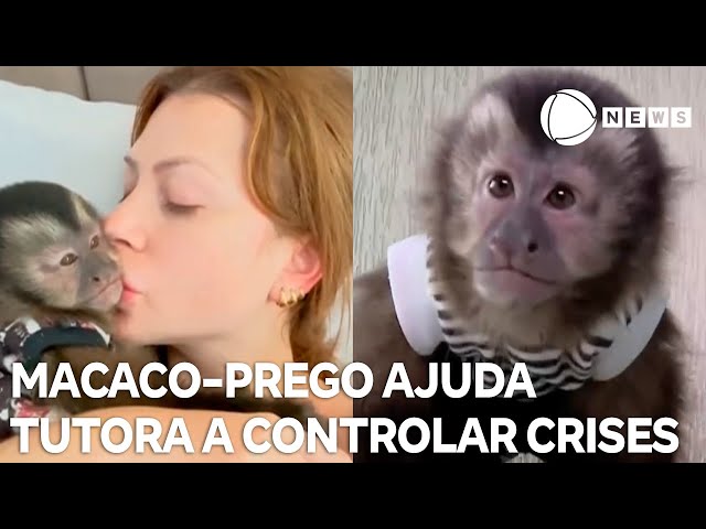 Macaco-prego diverte e ajuda tutora a controlar crises