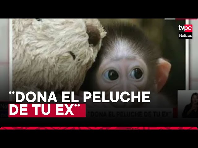 Presentan campaña ¨Dona el peluche de tu ex¨