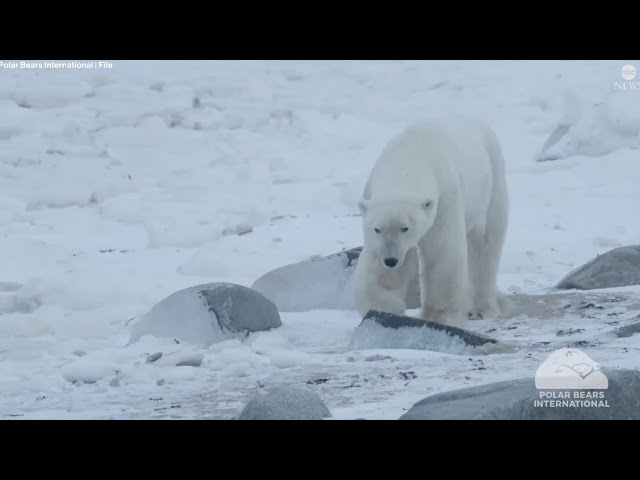 Climate change and loss of sea ice putting polar bears at risk of starvation, collar cameras show