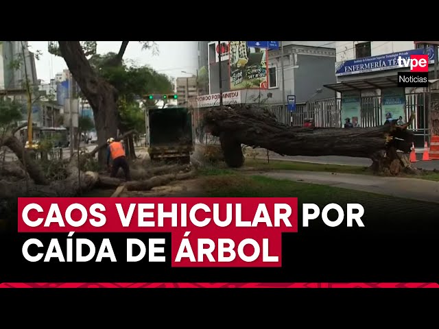 Cercado de Lima: tráfico interrumpido en la avenida Arequipa por caída de árbol