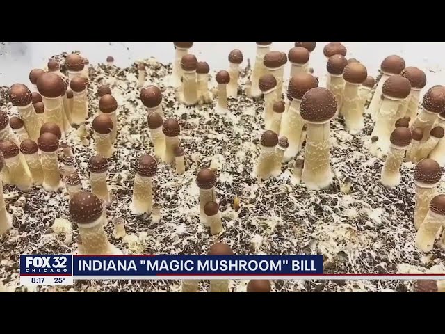 Illinois lawmakers work to decriminalize psychedelic mushrooms