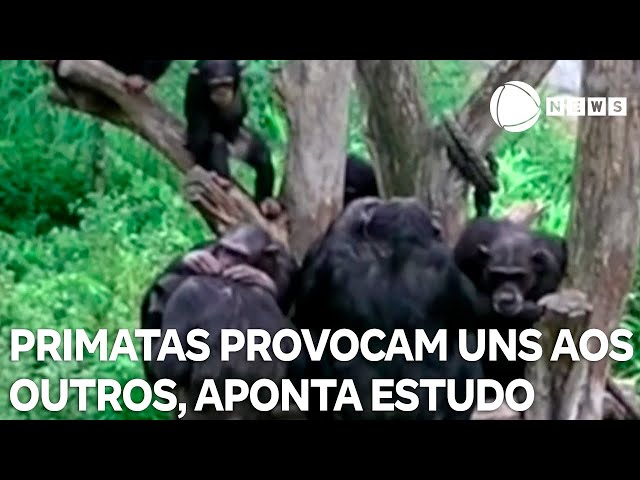 Primatas provocam uns aos outros para se divertir, aponta estudo