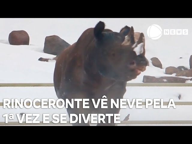 Rinoceronte de zoológico se diverte brincando na neve