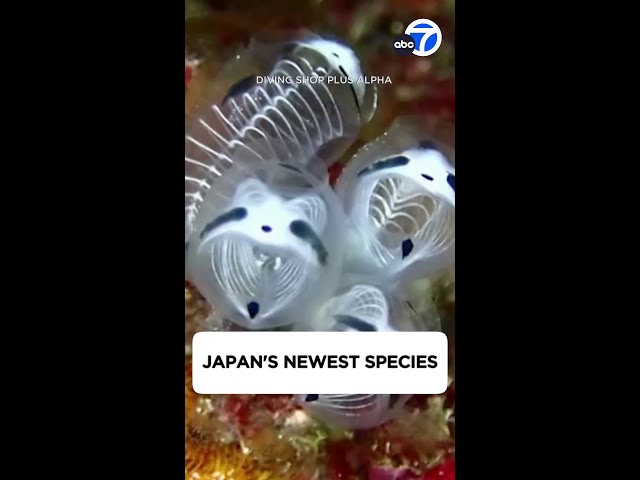 Japan's newest species is a skeleton panda sea squirt