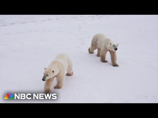 Cameras offer rare glimpse into lives of polar bears as they grapple with less sea ice