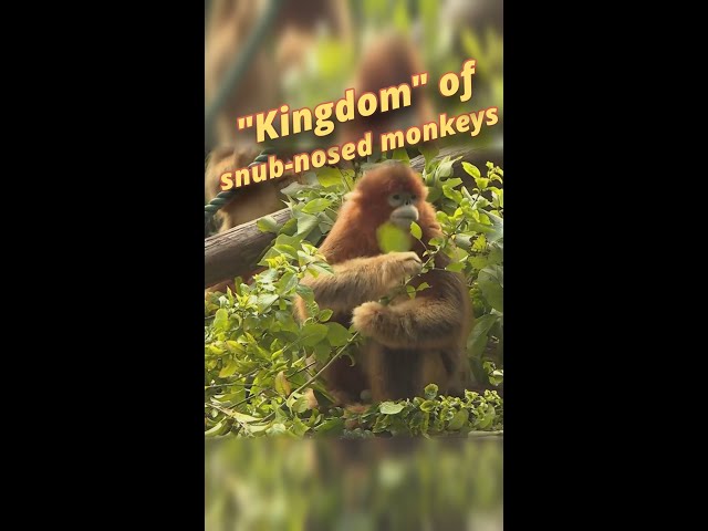 "Kingdom" of snub-nosed monkeys at safari park in China