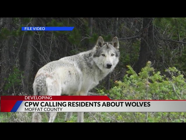 2 wolves move from Routt County into Moffat County