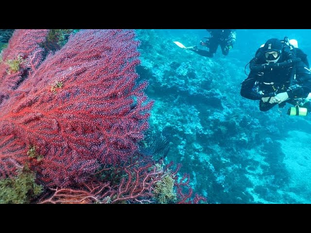 ⁣Welche langfristigen Auswirkungen haben marine Hitzewellen?