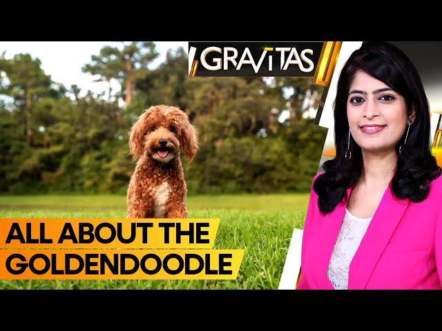 Gravitas | Goldendoodle: UK'S favourite dog | WION