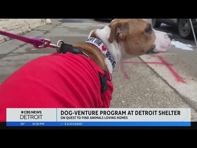 Dog-venture program at Detroit animal shelter