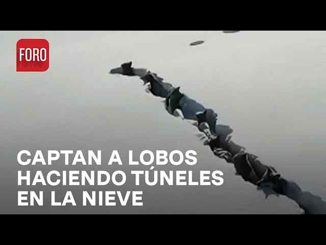 Manada de lobos hace túneles en la nieve en China - Las Noticias