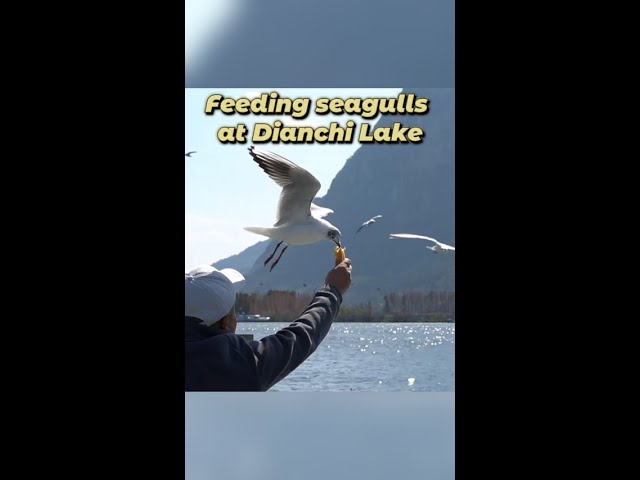 Feeding seagulls at Dianchi Lake in China's Kunming