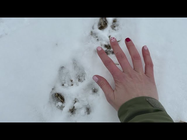 Wolf tracks spotted a mile from ranch in Moffat County