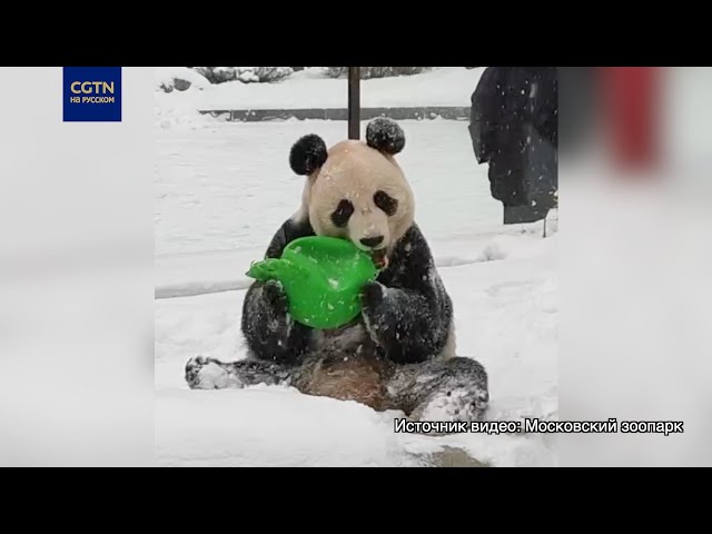 ⁣Панда в Московском зоопарке радуется снегу