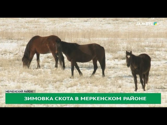 ⁣Зимовка скота в Меркенском районе