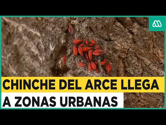 Vuelve el chinche del arce: Municipalidad de La Reina trabaja en su eliminación