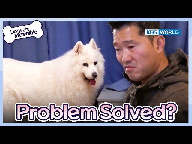 Problem Solved?[Dogs are incredible : EP.207-3] | KBS WORLD TV 240220