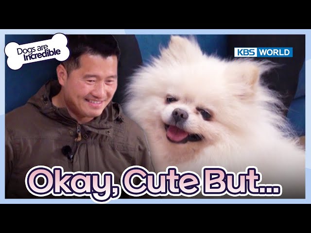 Okay, Cute But...[Dogs are incredible : EP.207-2] | KBS WORLD TV 240220