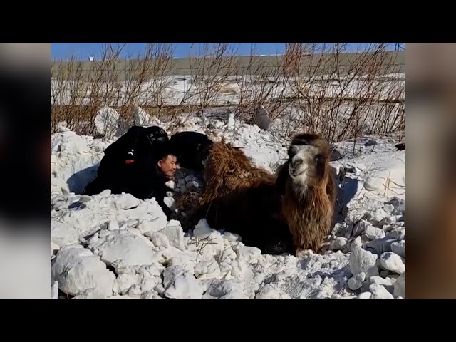 Police brave extreme cold to rescue camel buried in snow in China