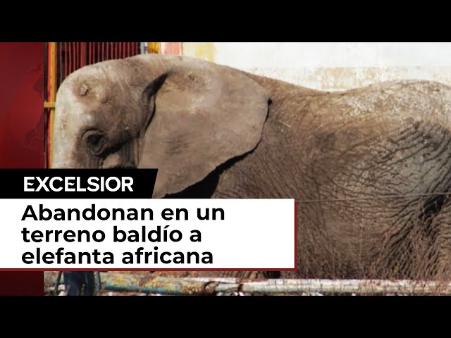 Elefanta es abandonada en un terreno baldío de Lagos de Moreno