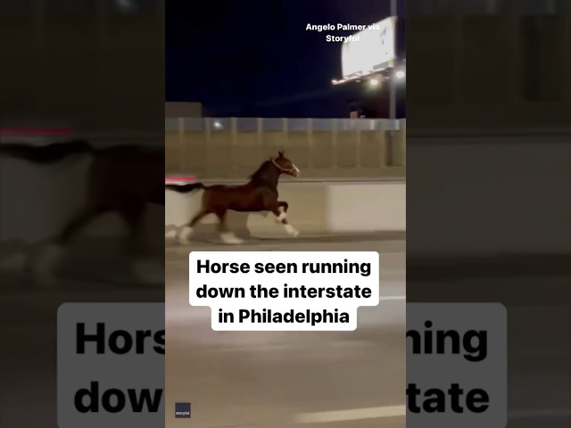 Horse seen running down interstate in Philadelphia #shorts