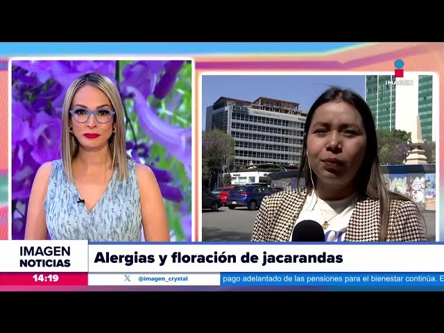 Inicia la época de jacarandas en la CDMX, pero, ¿también las alergias?