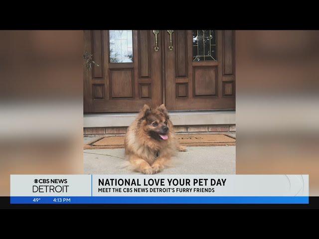 CBS News Detroit celebrates National Love Your Pet Day