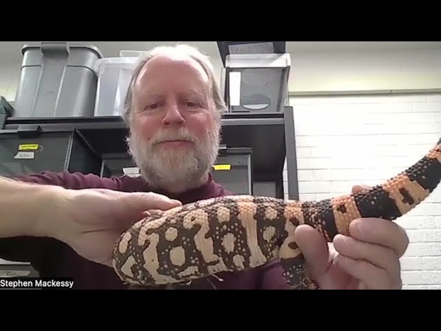 Experts weigh in after Gila monster bites, kills Colorado man