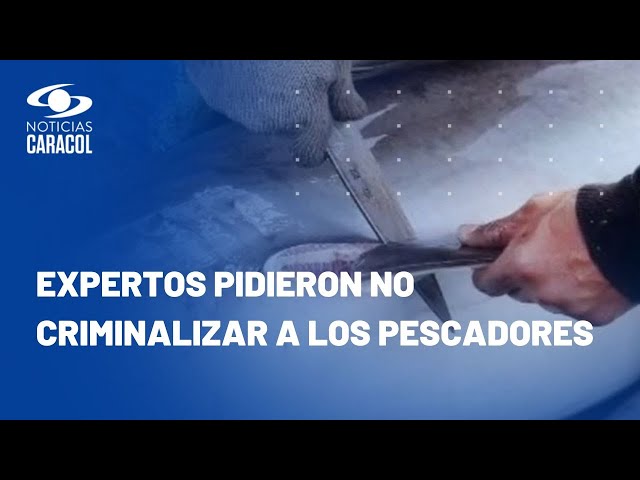 Citan a debate de control político a minambiente y mincultura por caza de tiburones