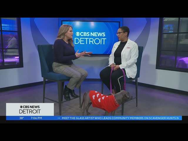 National Love Your Pet Day: Metro Detroit veterinarian speaks on animal care