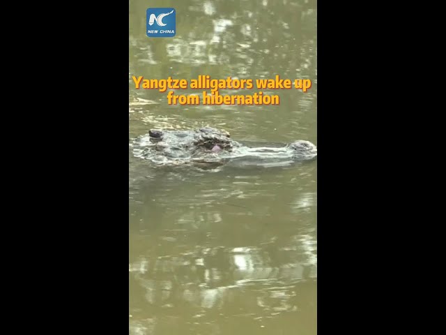 Yangtze alligators wake up from hibernation in China's nature reserve