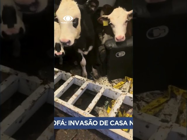 Vacas invadem e relaxam em casa de fazendeiro #Bandjornalismo