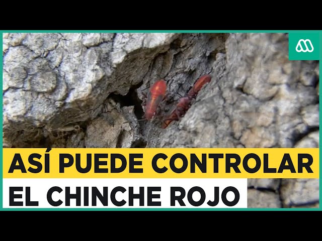 Chinche rojo reaparece en zonas urbanas: Se puede combatir con productos domésticos