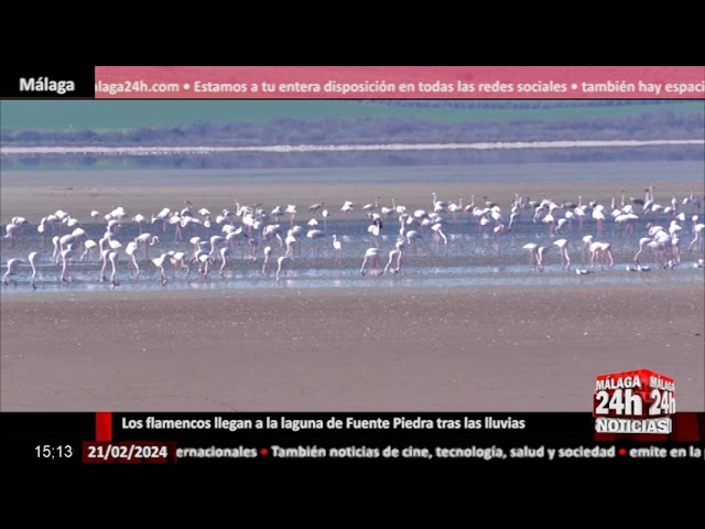 Noticia - Los flamencos llegan a la laguna de Fuente Piedra tras las lluvias